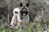 AKITA AMERICAIN 140
